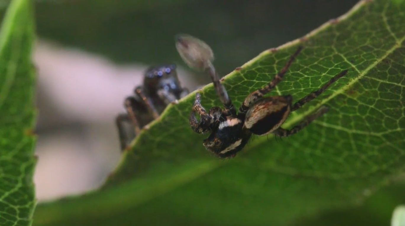 Les mâles d’une nouvelle espèce d’araignée sauteuse sondent dans l’ombre le désir des femelles à coup de rame (vidéo)