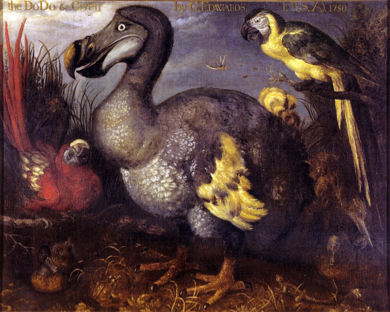 Dé-Extinction : une entreprise de biotechnologie voudrait (aussi) redonner vie au Dodo
