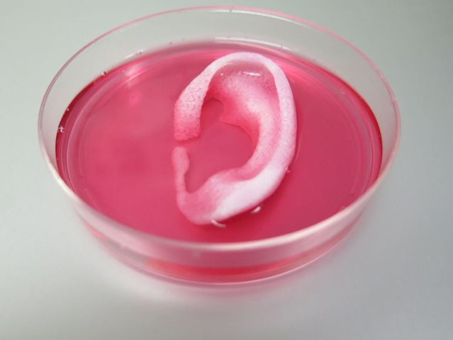 Une nouvelle imprimante pour l’impression 3D d’oreille, de muscles et d’os vivant