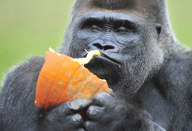 Les gorilles fredonnent de contentement tout en mangeant