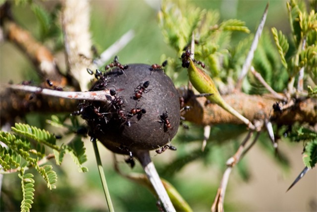 Les fourmis savent quand stopper une guerre pour joindre leurs forces