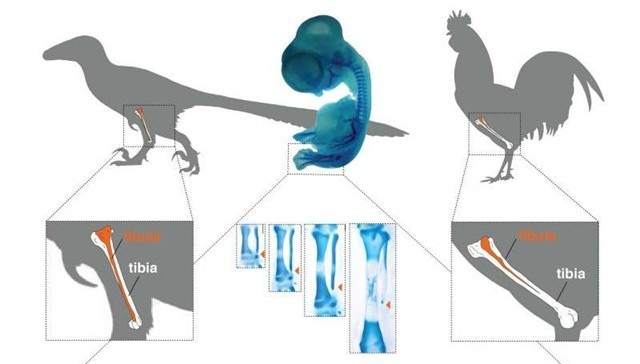 Des poulets génétiquement modifiés pour développer les péronés de leurs ancêtres, les dinosaures