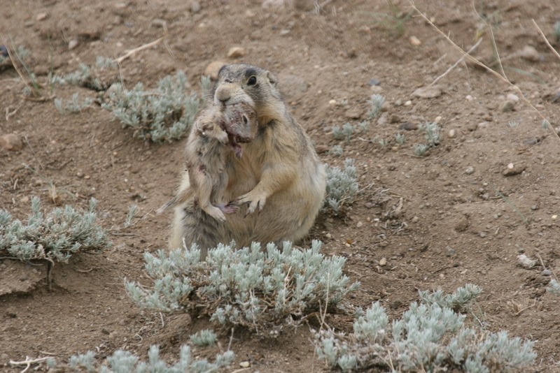D’adorables chiens de prairie pratiquent la trépanation du cerveau de bébés écureuils