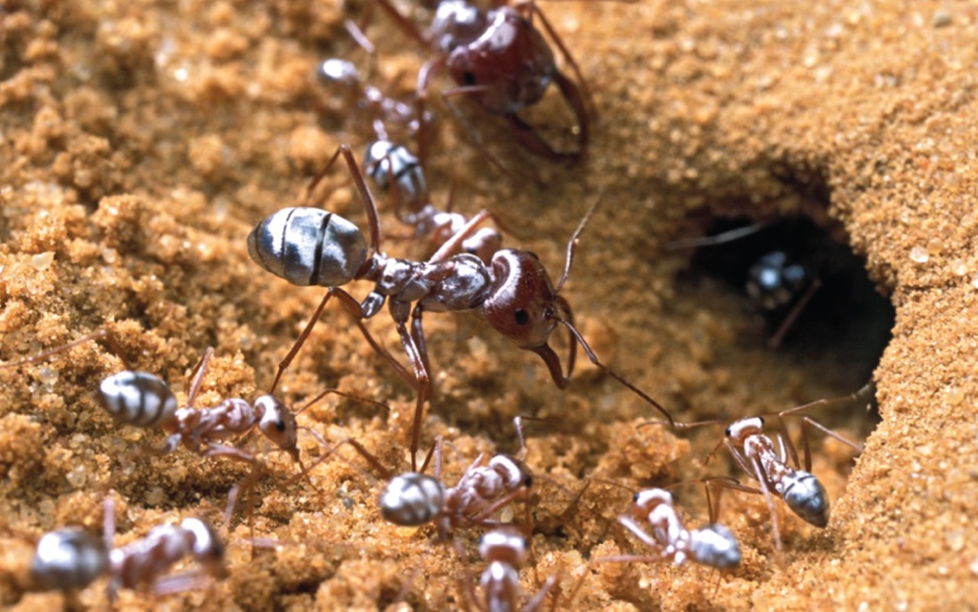 Comment les poils des fourmis argentées sahariennes les préservent de l’extrême chaleur du désert ?
