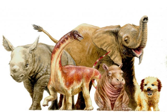 Dès leur éclosion, les plus gros dinosaures disposaient déjà des formes des adultes