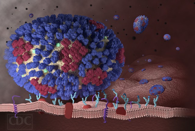 Une nouvelle étude met en évidence les tactiques de survie du virus de la grippe