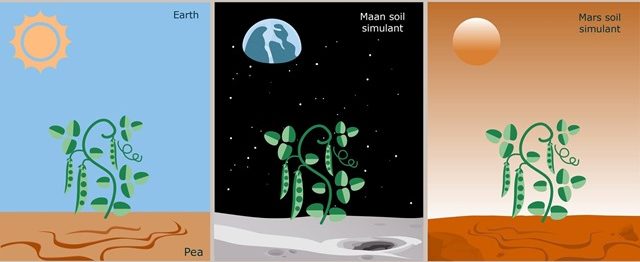 On peut faire pousser des légumes propres à la consommation dans le sol de la Lune et de Mars