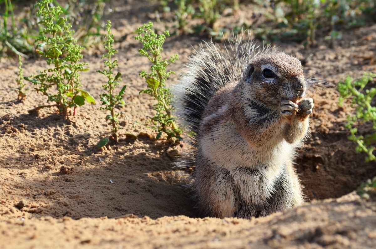 Des écureuils utilisent le Soleil pour cacher et retrouver leur nourriture