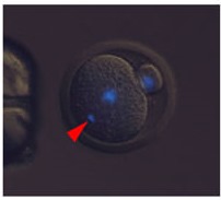 Des scientifiques ont “produit” des souriceaux sans utiliser de cellules reproductrices féminines