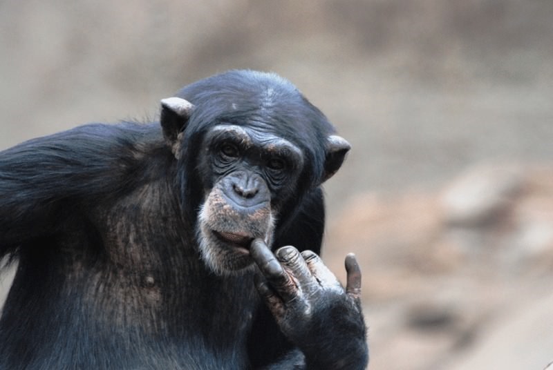 Les singes peuvent avoir conscience que vous avez été dupé