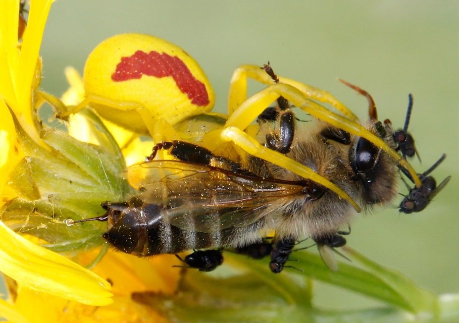 Une plante dégage une odeur d’abeille blessée pour attirer des mouches voleuses de proies