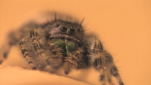 Animé ou inanimé : les araignées sauteuses disposent d’une capacité cognitive observée jusqu’alors uniquement chez les vertébrés