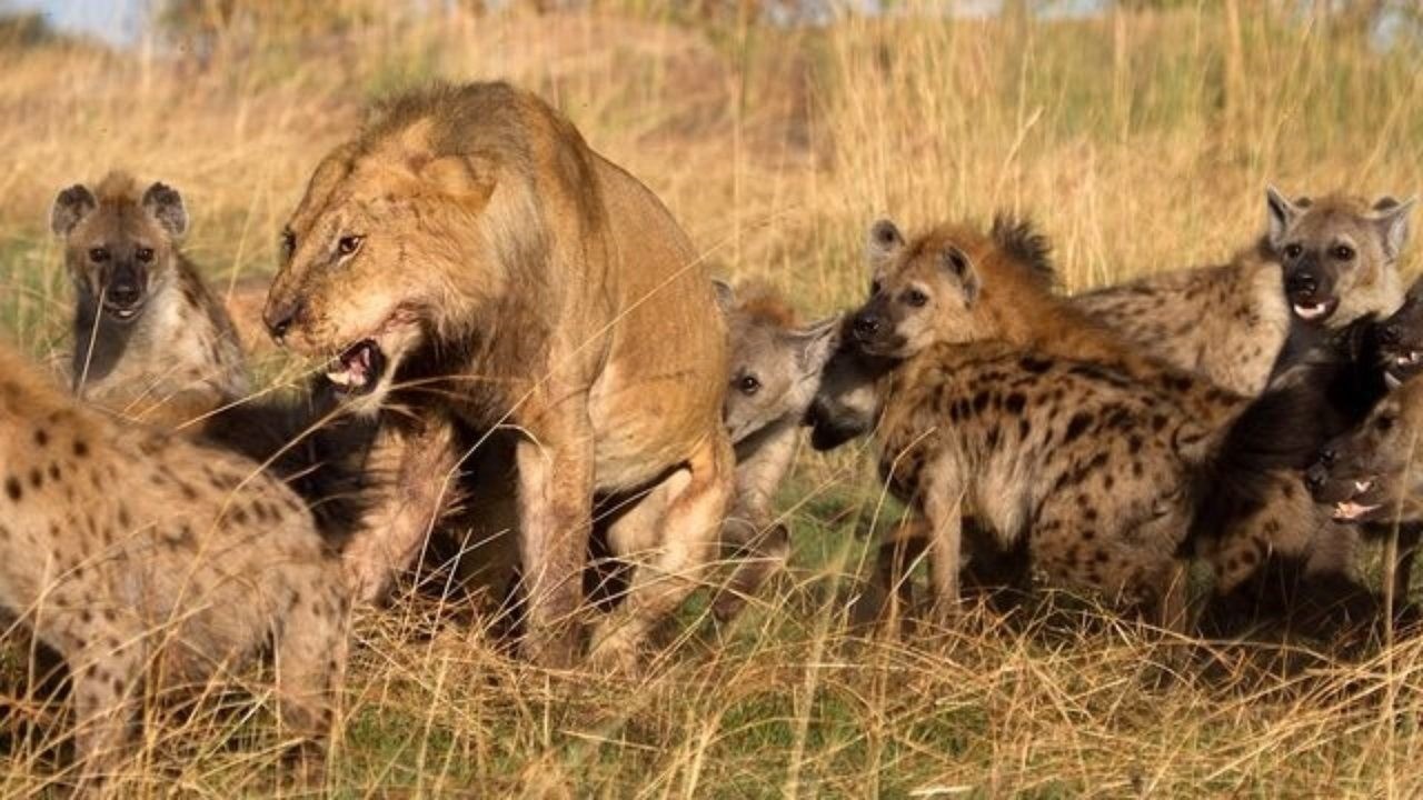 Sur les gangs de hyènes qui harcèlent les lions pour voler leur nourriture (vidéo)