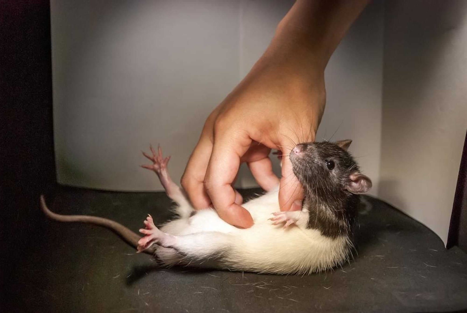 Le fou rire des rats révèle que d’être chatouilleux nous motive à l’interaction