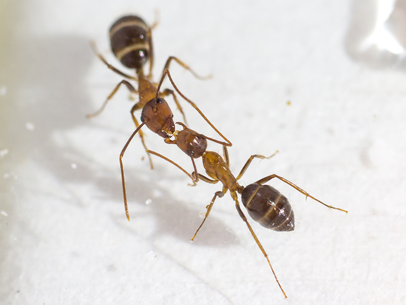 Le visqueux baiser des fourmis est un autre moyen de communication qui engendre une forme de démocratie dans la fourmilière