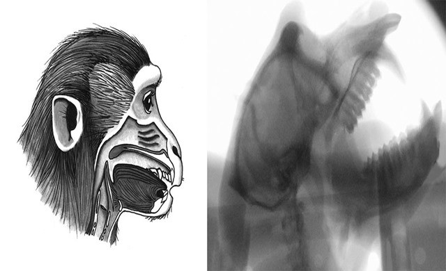 Les singes ne parlent pas… pourtant ils disposent des organes pour