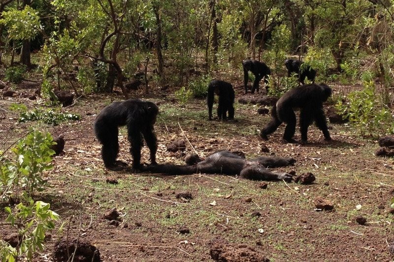 Mort du chimpanzé tyran Foudouko, battu à mort et mangé par sa propre tribu