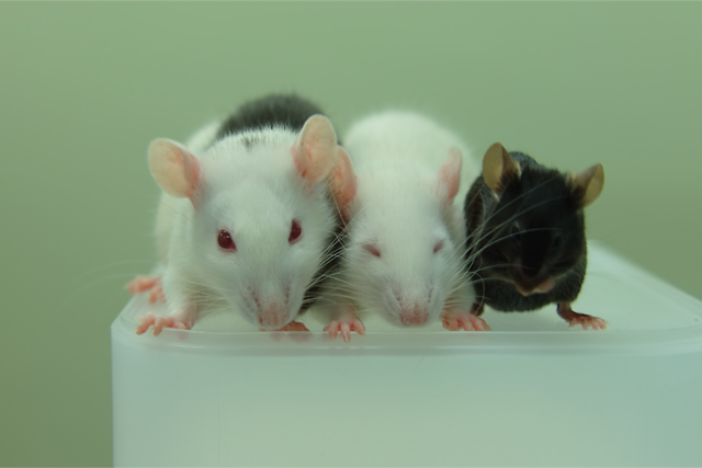 Des scientifiques ont fait se développer dans des rats des organes de souris pour les transplanter dans celles-ci