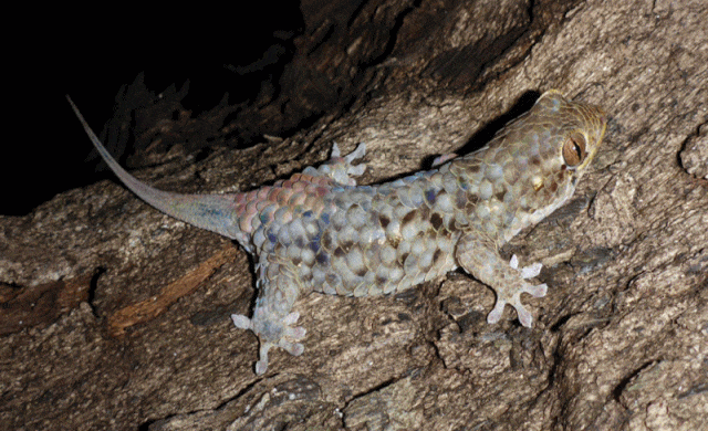 Découverte d’une espèce de gecko qui se débarrasse de ses grosses écailles pour échapper à ses prédateurs