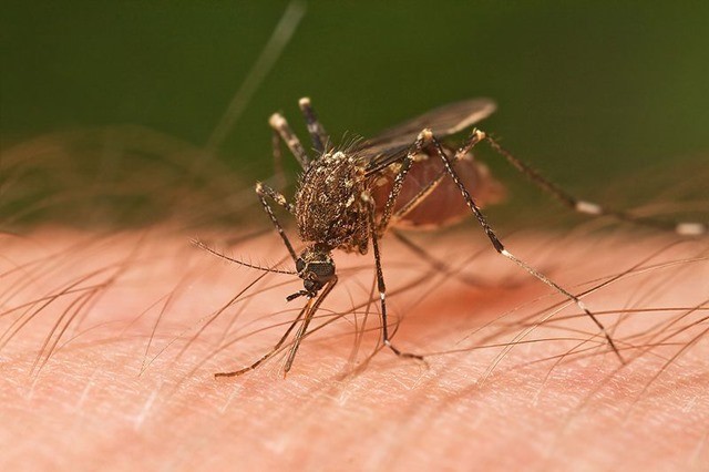 Plus proche que jamais d’un vaccin, voire deux, contre le paludisme