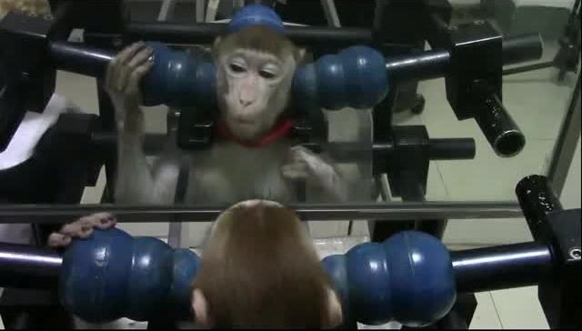 Conscience de soi : une nouvelle fois, des macaques ont appris à passer le test du miroir