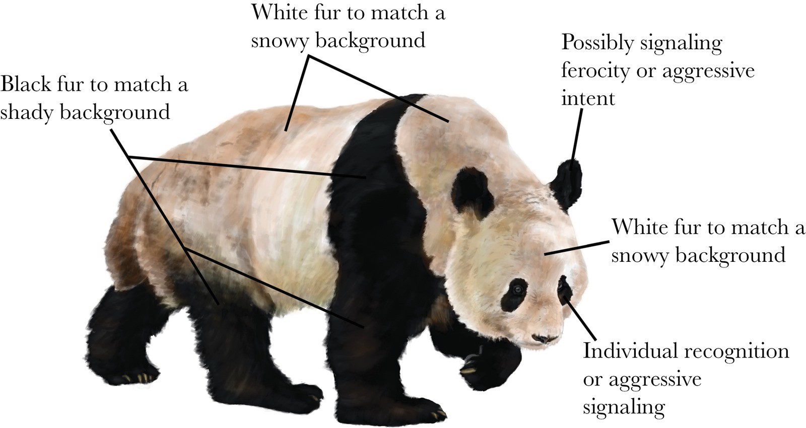 Quelle est l’utilité de la coloration noire et blanche de la fourrure des pandas ?