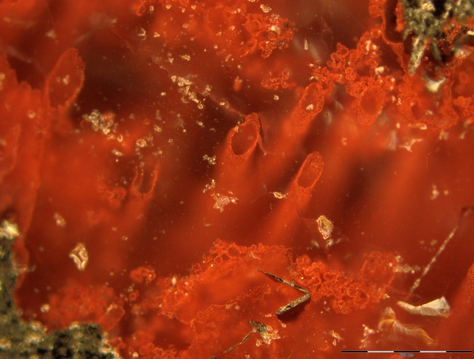 La découverte de la plus vieille forme de vie fossilisée au Canada pourrait nous donner des indices sur la vie au-delà de la Terre