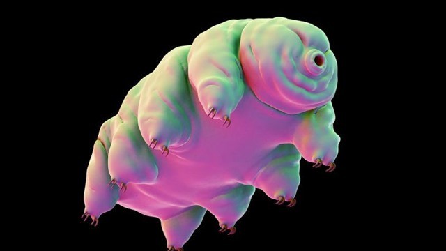 Des scientifiques affirment avoir intriqué un tardigrade dans un état quantique