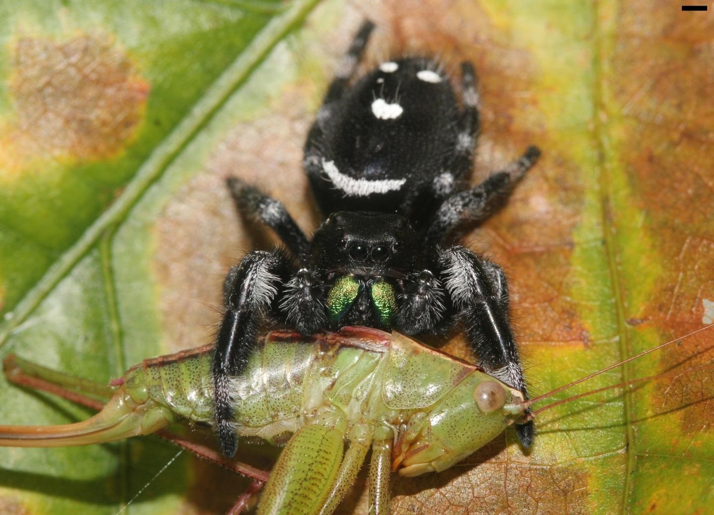 Les araignées mangent chaque année l’équivalent du poids de tous les humains sur Terre