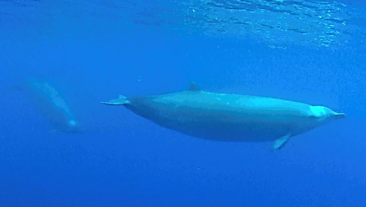 La première vidéo de la plus discrète des baleines en pleine nage