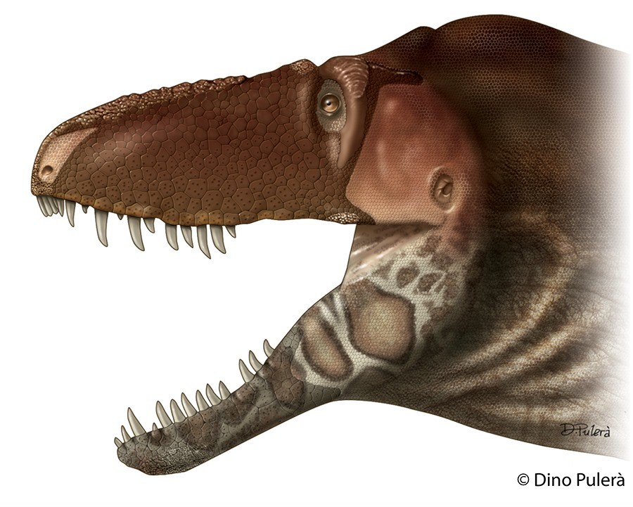 Découverte d’un nouveau Tyrannosaure très sensible du visage