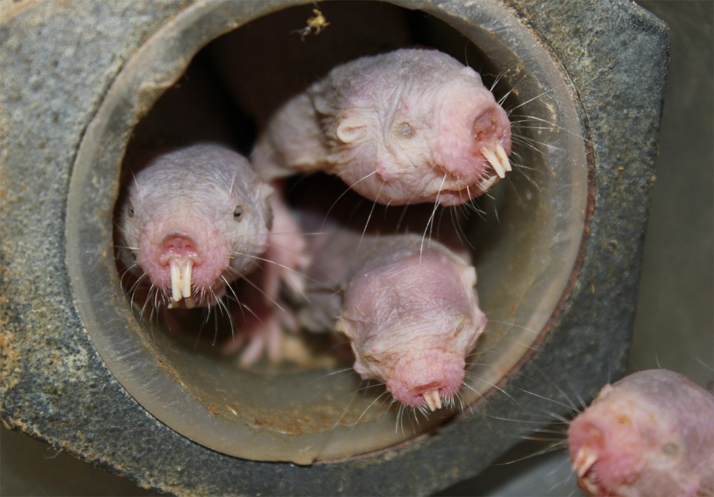 Le rat-taupe nu peut survivre à 18 minutes sans oxygène grâce à un métabolisme similaire aux plantes