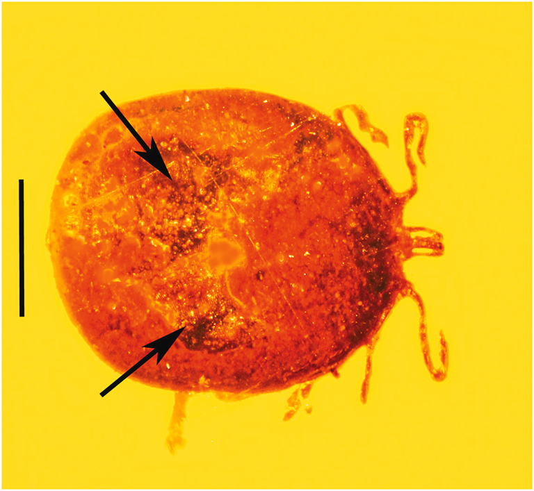 Les plus anciennes cellules sanguines trouvées dans une tique enfermée dans de l’ambre