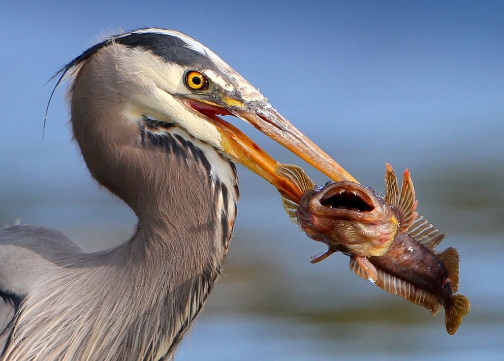 Un parasite vivant dans l’œil d’un poisson le manipule pour pouvoir se retrouver dans le ventre d’un oiseau