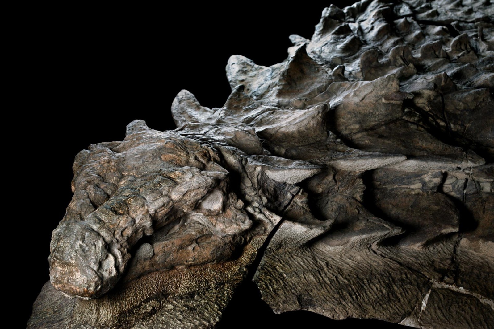Un dinosaure de 110 millions d’années naturellement transformé en statue
