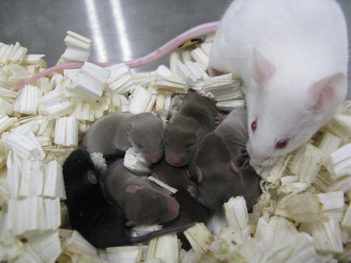 Après 9 mois dans l’espace, des spermatozoïdes lyophilisés de souris ont produit de jolis souriceaux de retour sur Terre