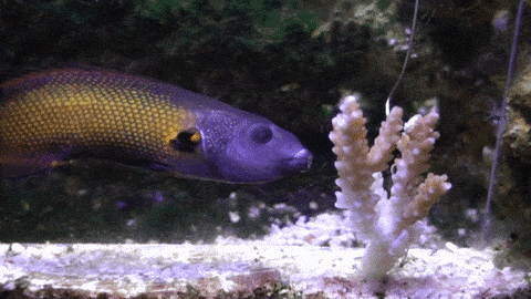 Si ce poisson arrive à embrasser un corail, c’est parce qu’il a de bien plus grosses lèvres suintantes que les autres