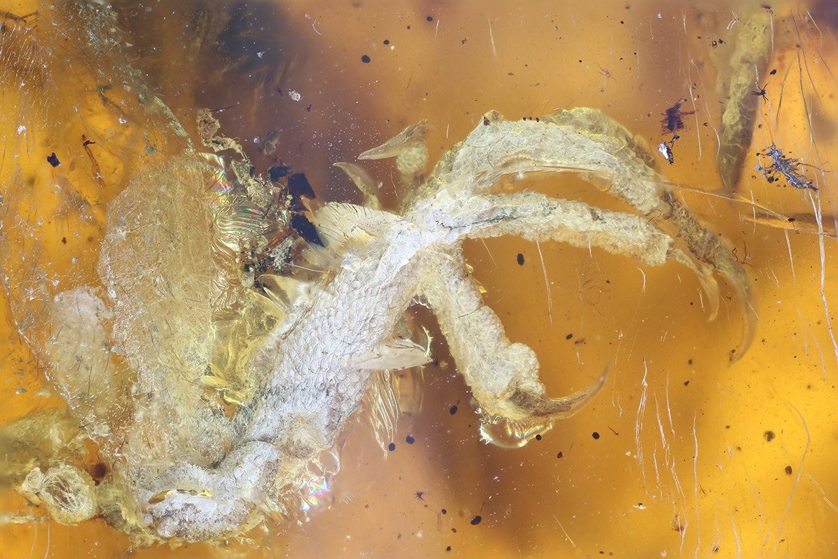 Un oisillon coincé dans de l’ambre depuis 99 millions d’années