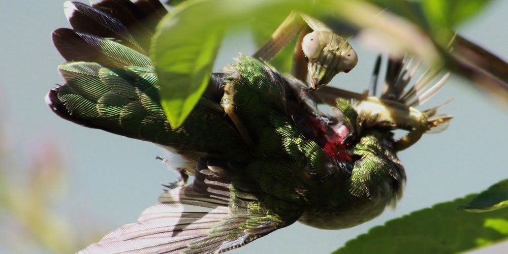 Les mantes religieuses s’attaquent désormais trop souvent aux oiseaux