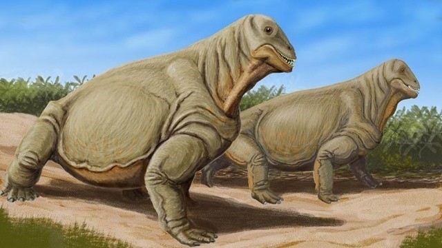 L’œuvre de l’évolution après des millions d’années de coups de boule