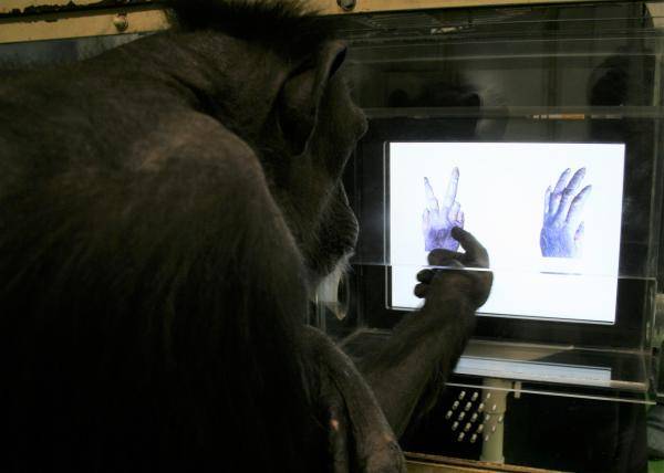 Des Chimpanzés ont appris à jouer à Pierre-feuille-ciseaux