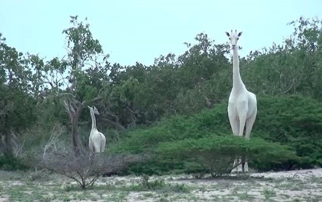 Des girafes blanches sauvages repérées au Kenya