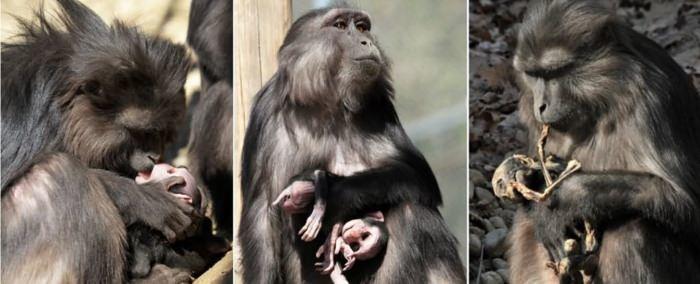 Cas de cannibalisme d’une mère macaque sur son petit momifié