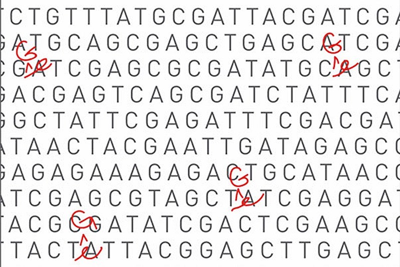 L’amélioration d’une célèbre technique d’édition génétique permet de cibler encore plus précisément le génome (deux études)