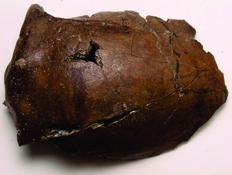Comment des chercheurs ont-ils déterminé que ce bout de crâne appartenait à la première victime connue d’un tsunami ?
