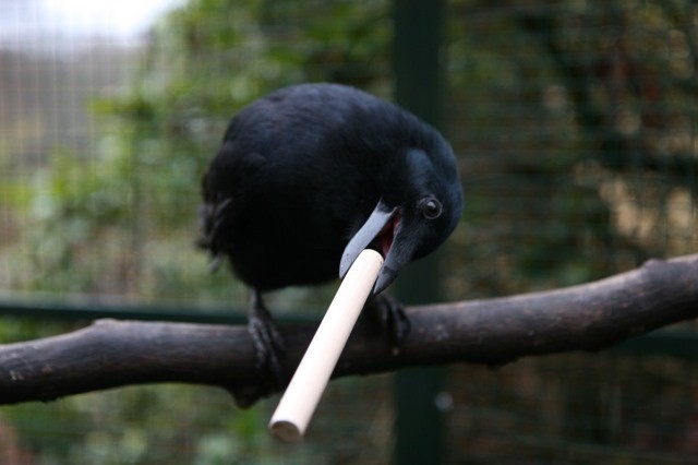 Des corbeaux embauchés pour ramasser les détritus au parc de loisirs du Puy du Fou