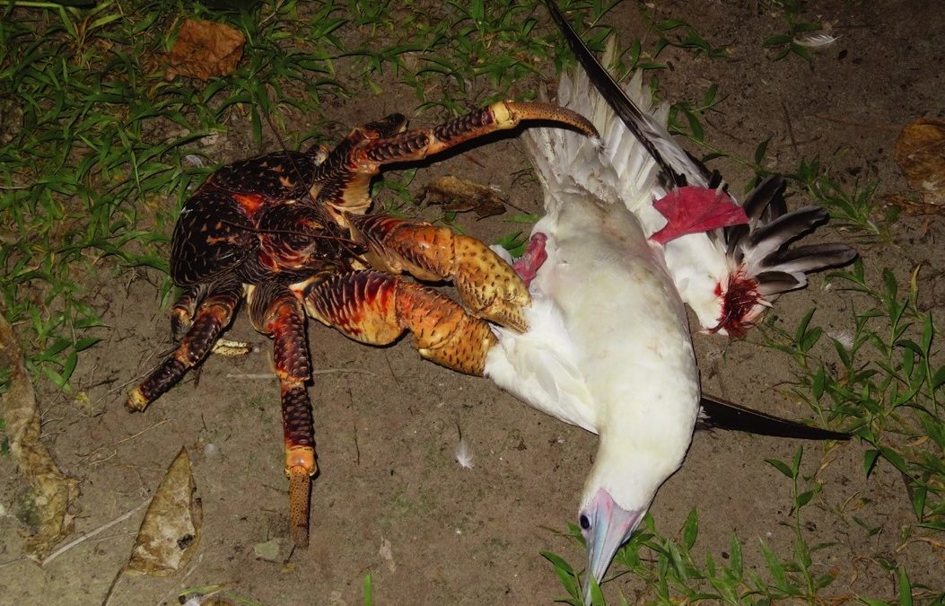Les grands crabes des cocotiers n’hésitent pas à chasser et à dévorer les oiseaux de mer