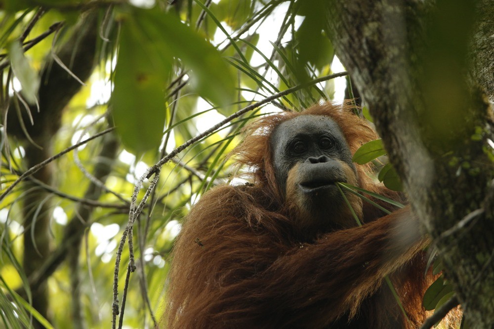 Découverte d’une nouvelle espèce d’orang-outang qui est déjà menacée d’extinction
