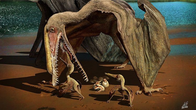 “Un éden de Ptérosaure” : découverte de centaines d’œufs fossilisés d’un ancien reptile volant