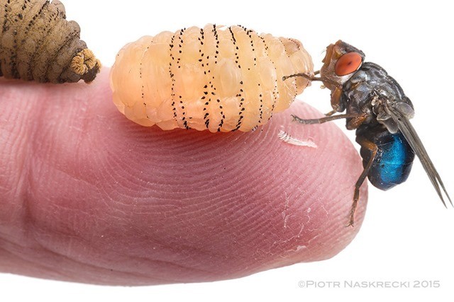 Quand un courageux entomologiste hébergea des larves dans sa chair pour la science (vidéo)